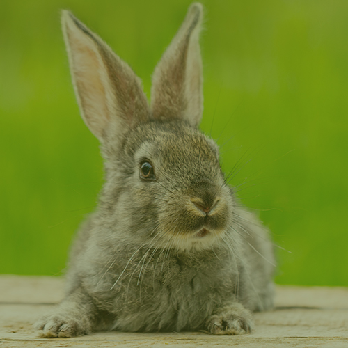 Nyúltartás Nyúltartás