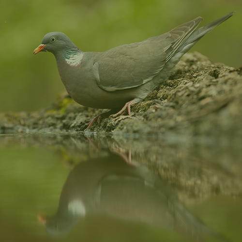 Galambtartás Galambtartás